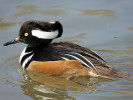 Hooded Merganser (WWT Slimbridge March 2011) - pic by Nigel Key